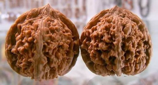 文玩核桃狮子头大全，考验眼力的时候来了！（一）