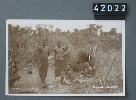 乌干达一个地方王国Buganda的劳工。