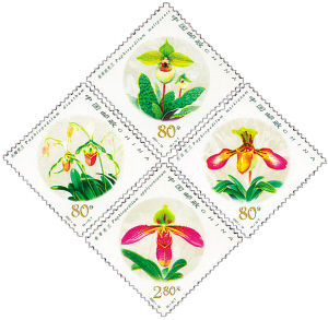 2011年“卷萼兜兰”